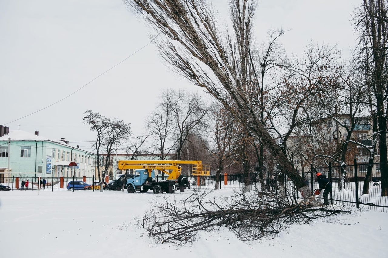 Курянам рассказали, куда подавать заявку на снос аварийных деревьев