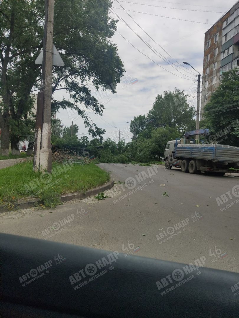 В Сеймском округе Курска на дорогу рухнуло дерево | ГТРК «Курск» - Новости  Курска и Курской области | 1716