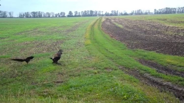 В Курской области обнаружили краснокнижную птицу