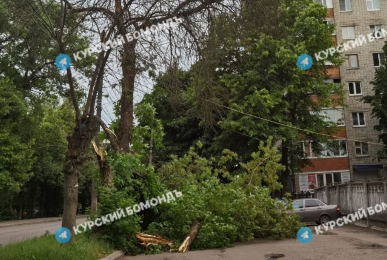 На улицах Курска 11 июня из-за сильного ветра падали деревья