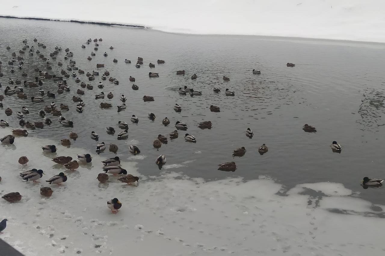 В Курской области на зимовку остались 17 видов водоплавающих птиц