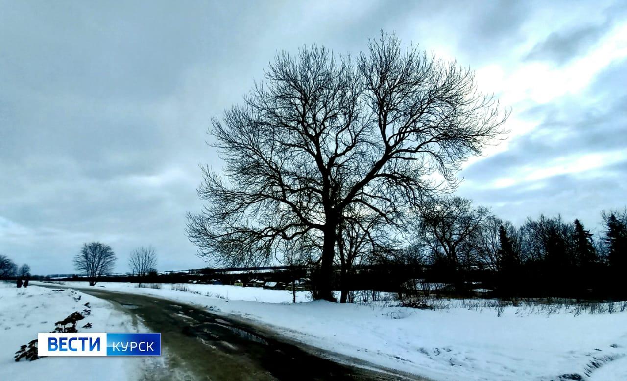 В Минприроды Курской области опровергли информацию о волках в Щигровском районе