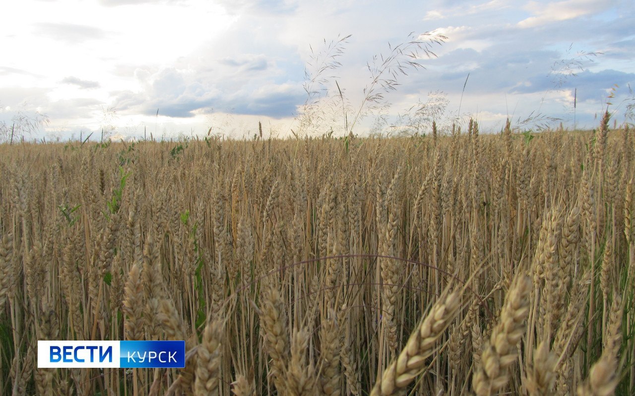 Все хозяйства Курской области готовы к посевной кампании