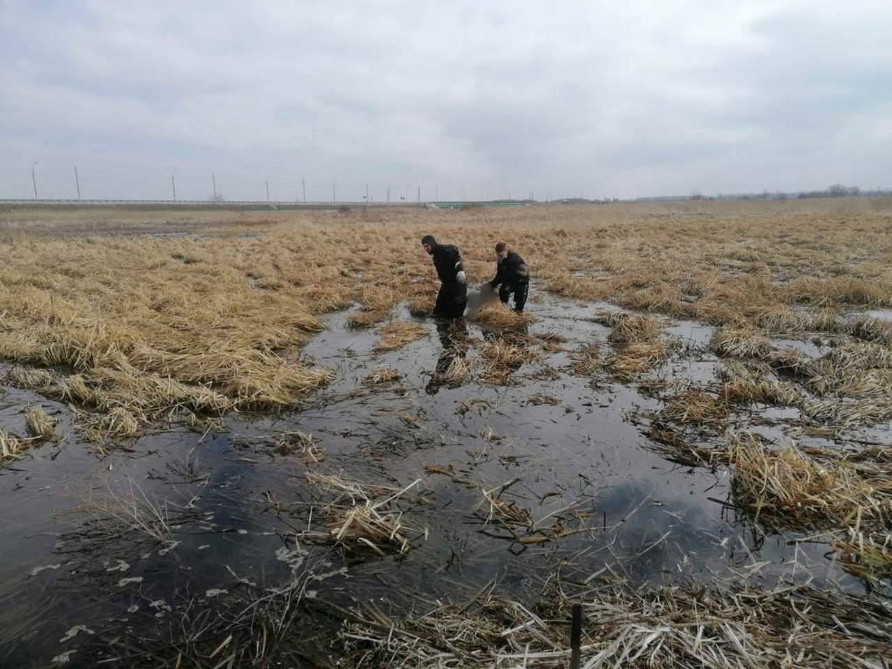 В Курской области в болоте утонул мужчина