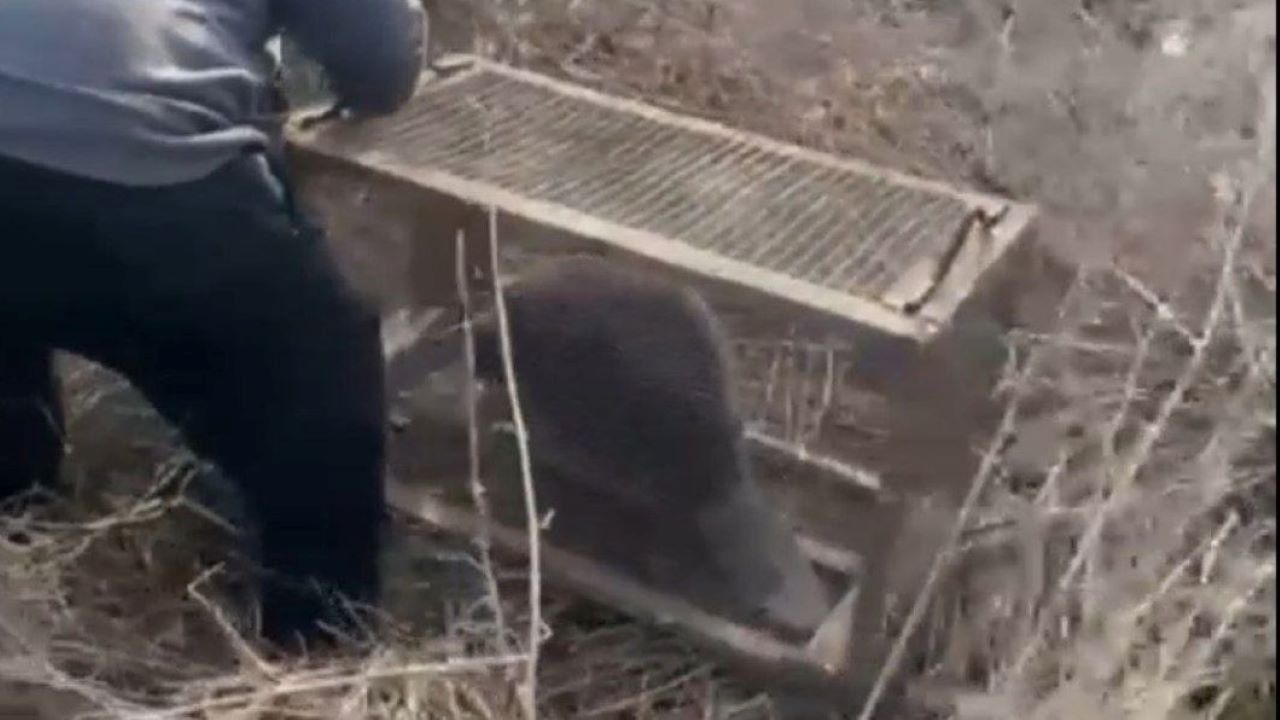 В Фатежском районе спасли заблудившегося бобра