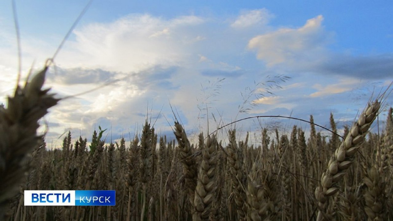 Приграничные хозяйства Курской области приступили к севу ранних зерновых культур