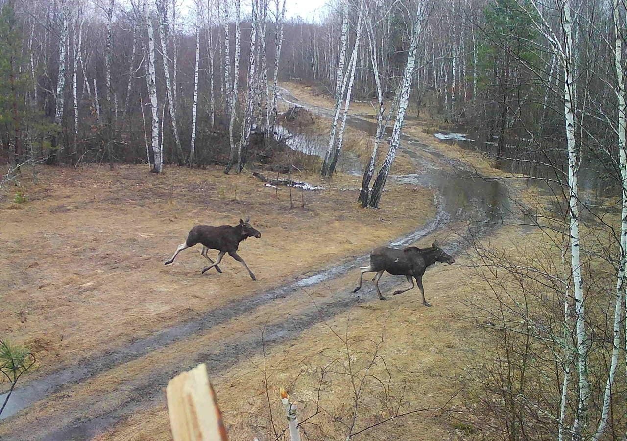 В Курской области охотоведу удалось сфотографировать двух бегущих лосей | ГТРК «Курск» В Курской области охотоведу удалось сфотографировать двух бегущих лосей