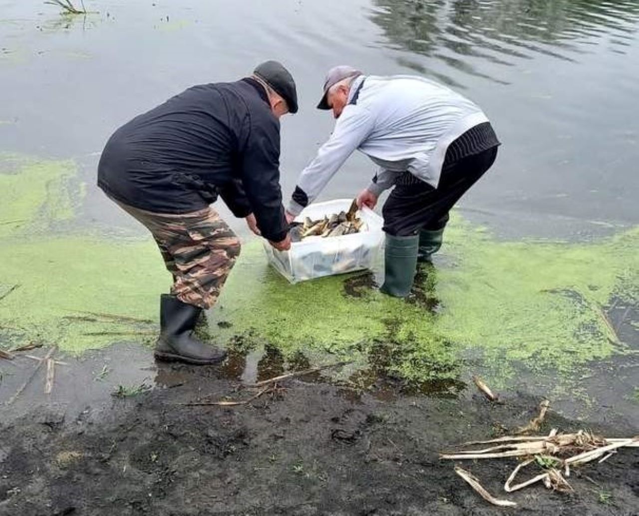 В Медвенский пруд выпустили 824 кг малька карпа и белого амура