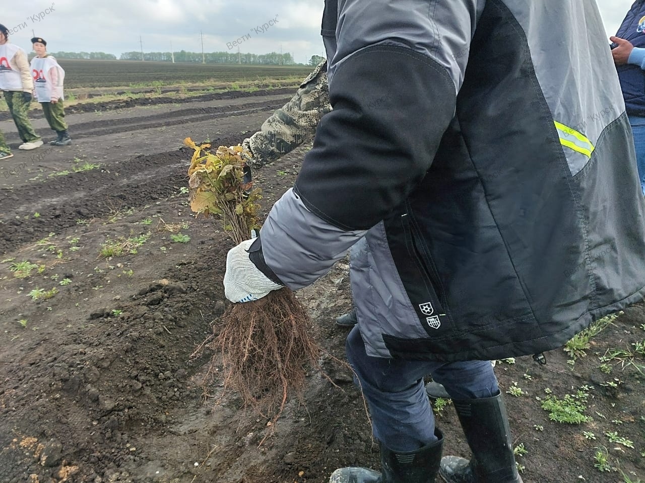 В Поныровском районе Курской области высаживают 6 тысяч дубов