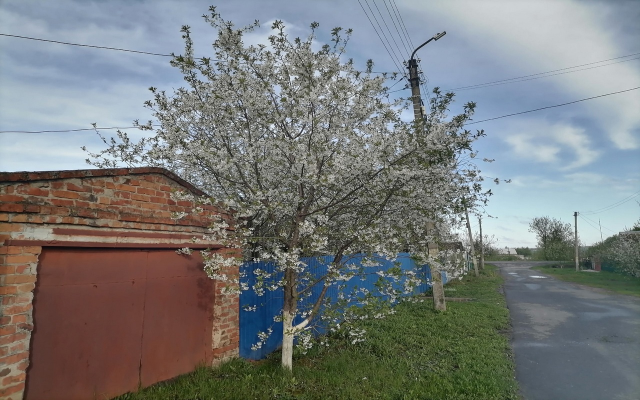 Курян вечером ждёт дождь
