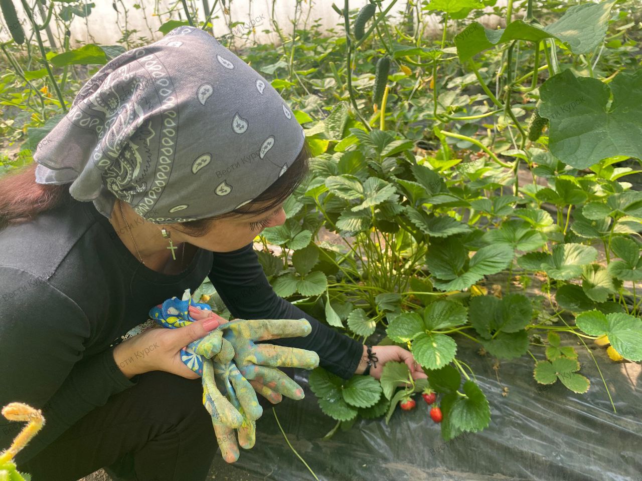 Депутаты Курской областной Думы познакомились с продукцией местных фермеров