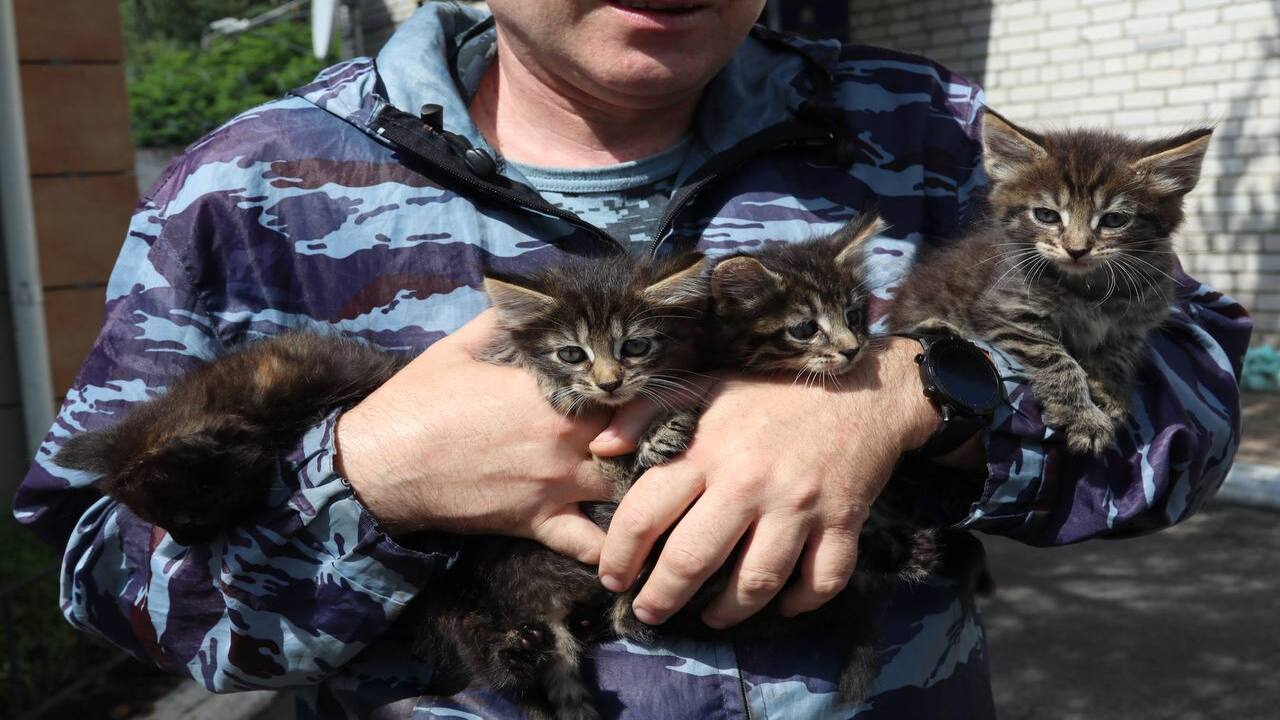 Пушистые подопечные Центра кинологической службы ищут родителей