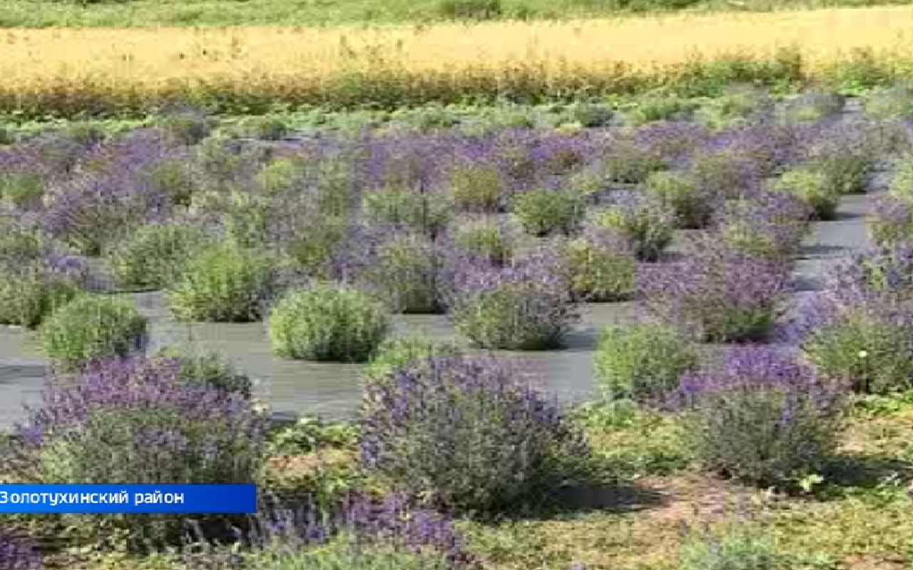 Куряне могут посетить настоящую цветочную ферму