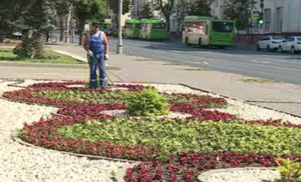 Зеленые насаждения в Курске страдают от жары