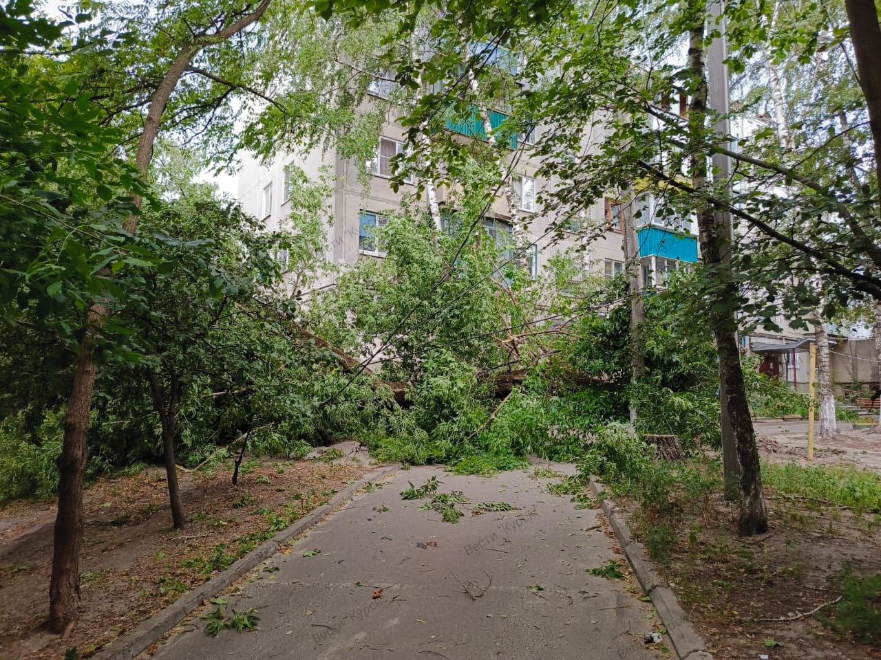 В Курске штормовой ветер валил деревья | ГТРК «Курск» В Курске штормовой ветер валил деревья