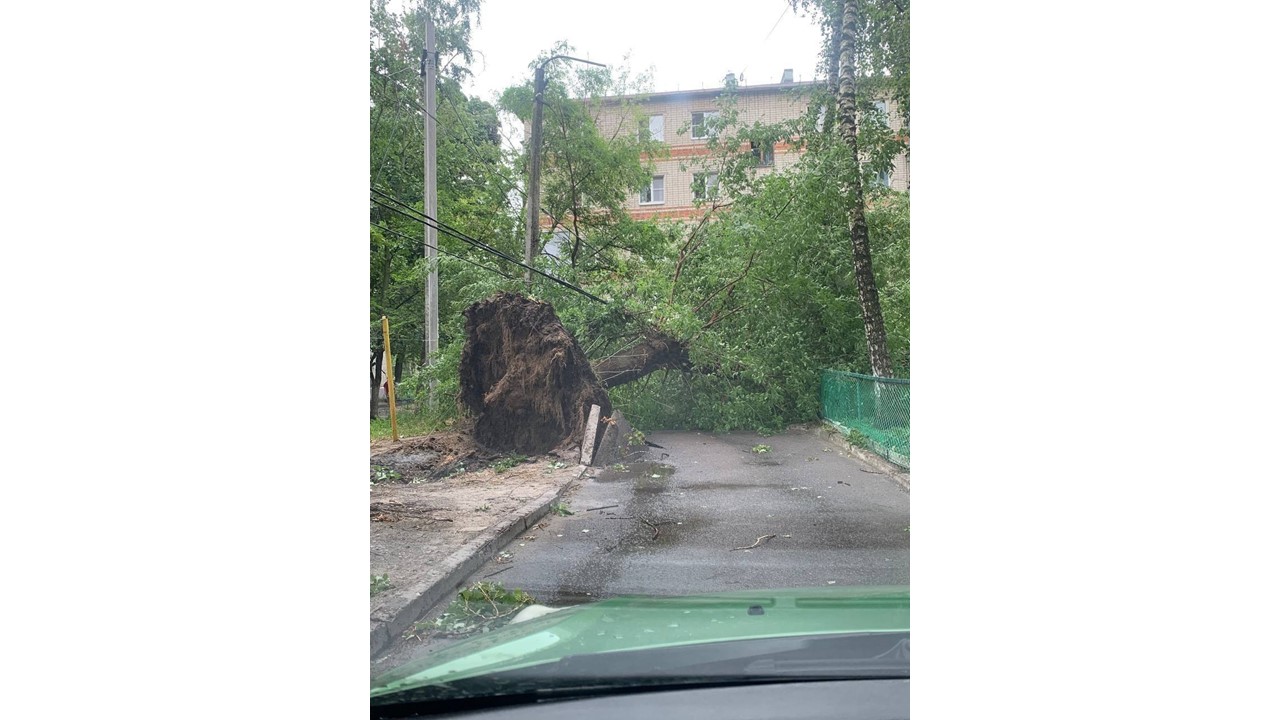 В Курске из-за сильного ветра дерево упало на провода