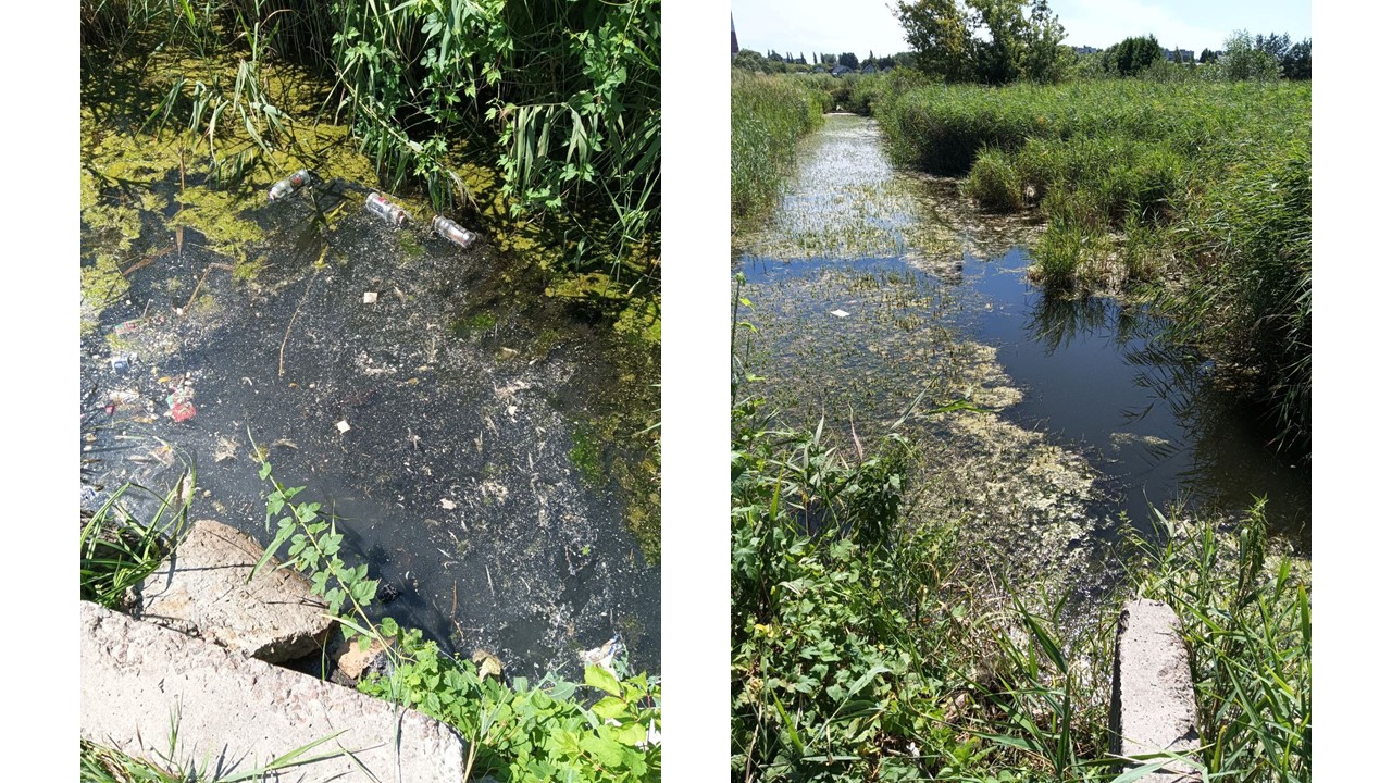 В Курске в водоотводной канаве обнаружили трупы домашних птиц