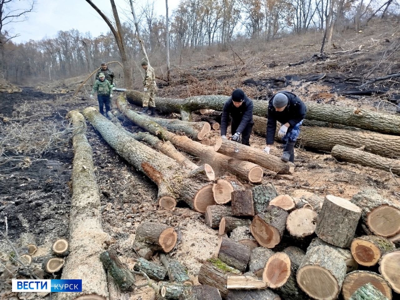 Акция по заготовке дров для фронта проходит в Курской области