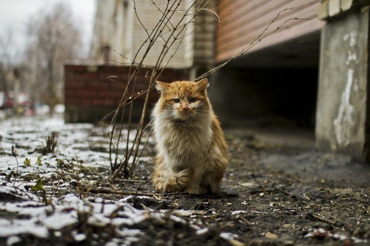 "Кошкин дом": в Курске ищут принимающие семьи для кошек из Глушково
