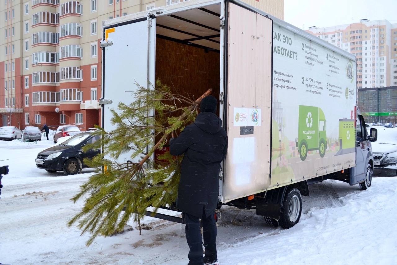 В Курске работает Экотакси для утилизации новогодних елок