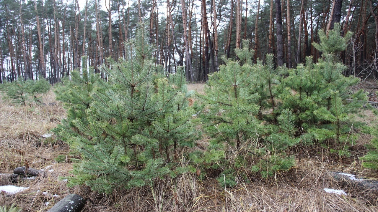 В Курской области подвели итоги охраны хвойных насаждений в новогодний период