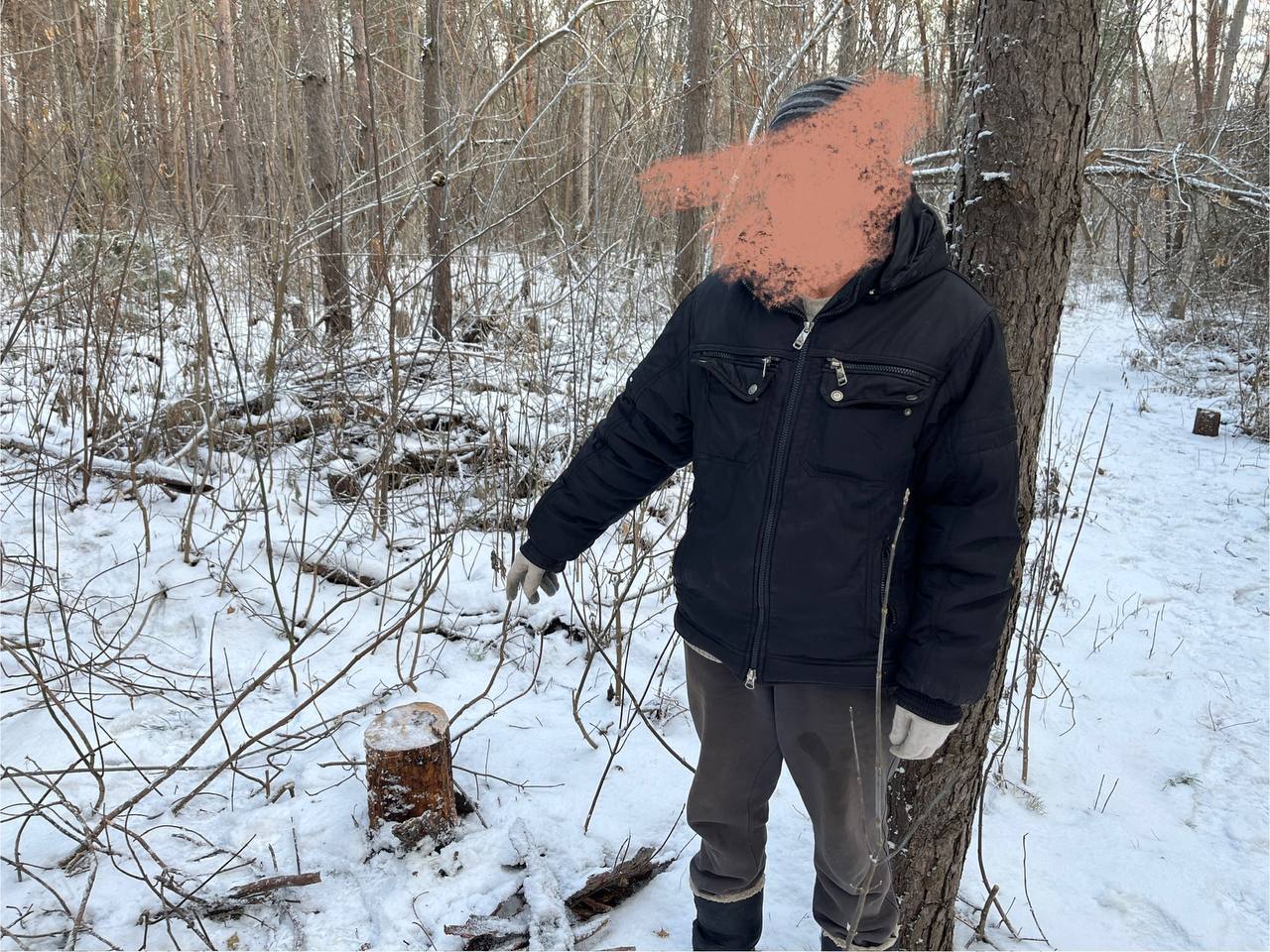 Курянин незаконно срубил 3 сосны: возбуждено уголовное дело 