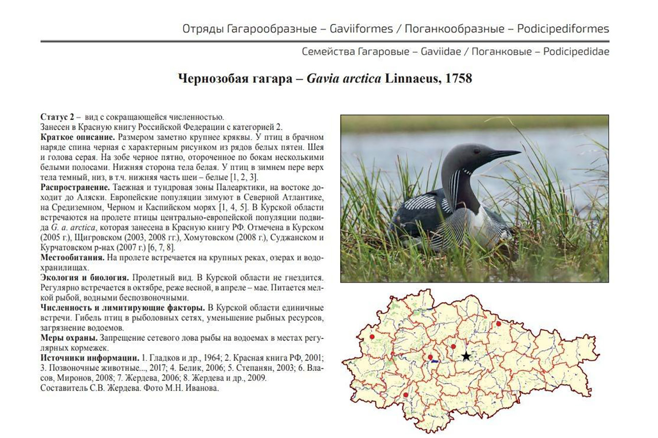 Курян призывают поучаствовать в учёте краснокнижной птицы — чернозобой гагары