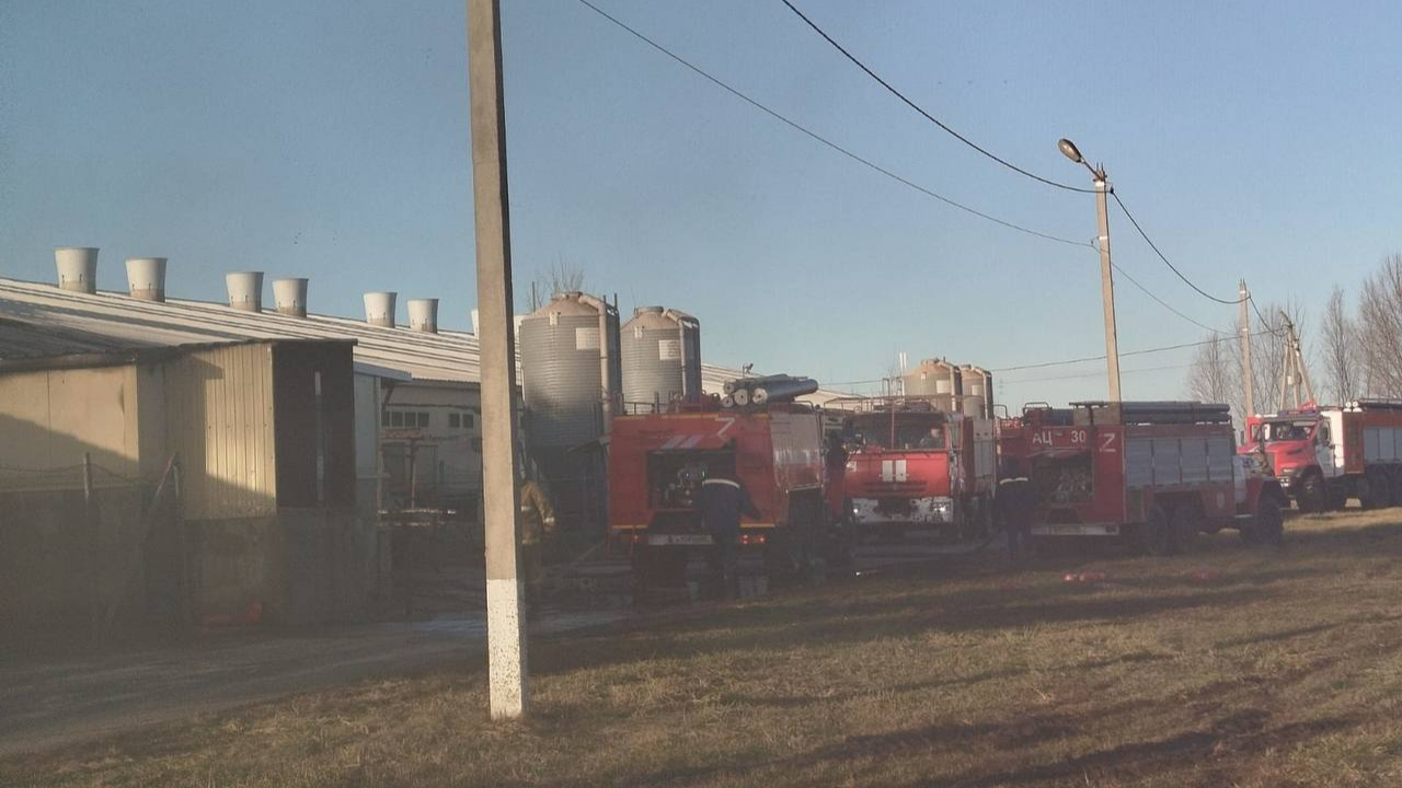 Пожар на свинокомплексе в Конышевском районе Курской области ликвидирован