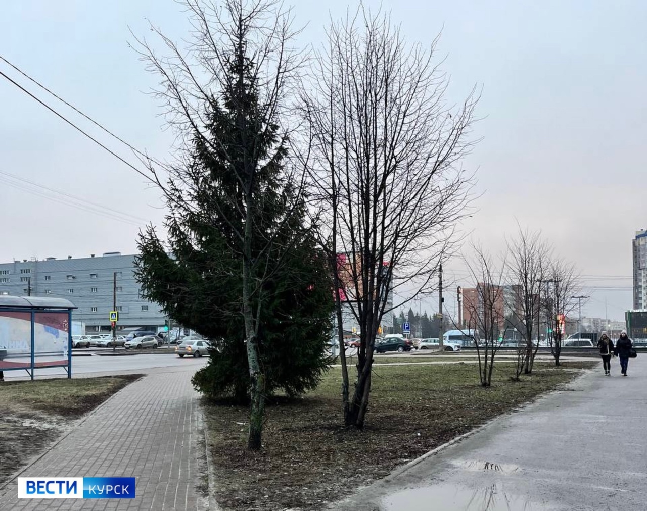 Неправильная зима: в конце января в Курской области установилась плюсовая температура