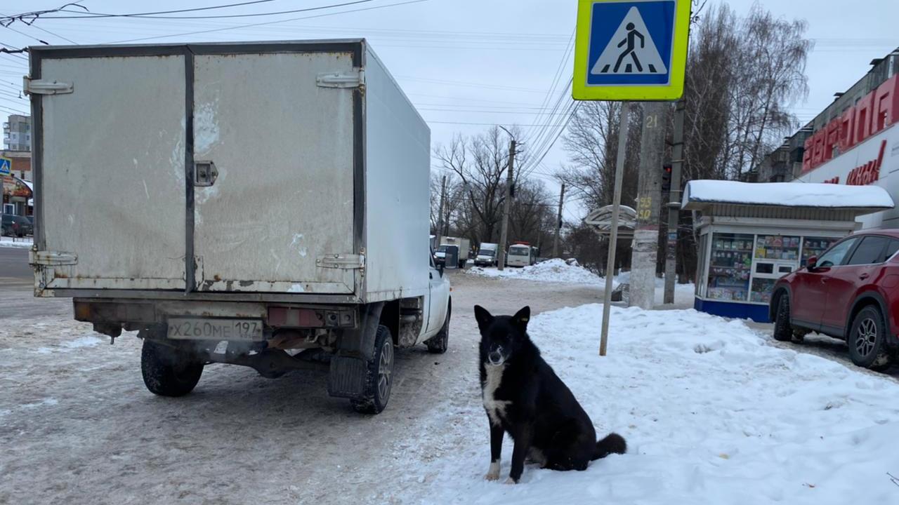 В Курске бездомная собака укусила полуторагодовалого ребенка