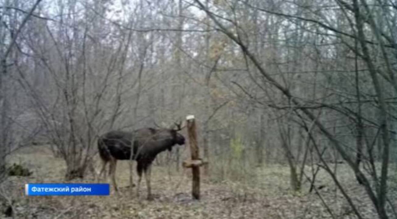Чем зимой подкармливают косуль, оленей и лосей в Курской области?