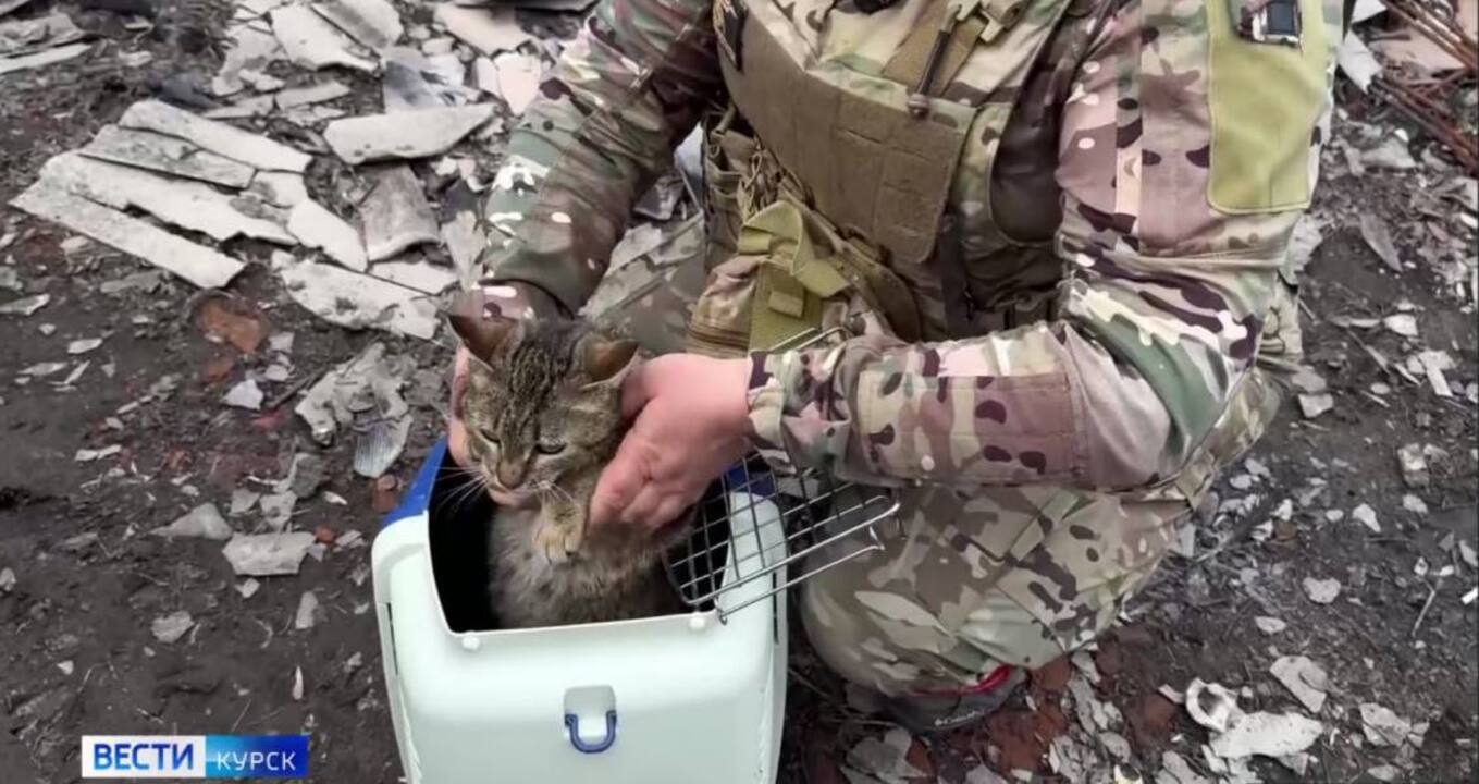 75 четвероногих из курского приграничья возвращаются домой