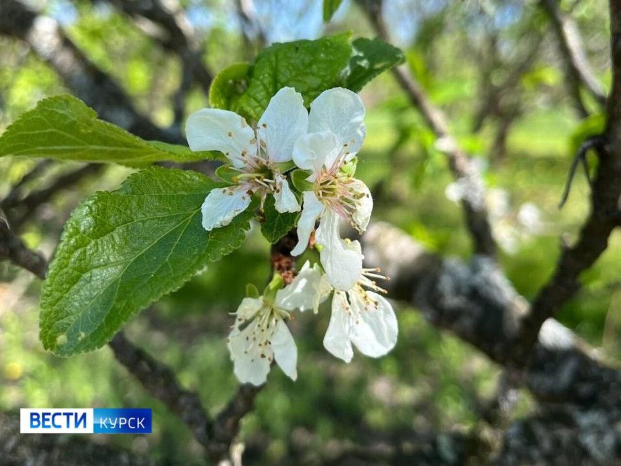  +22 градуса в апреле: природа торопится порадовать курян
