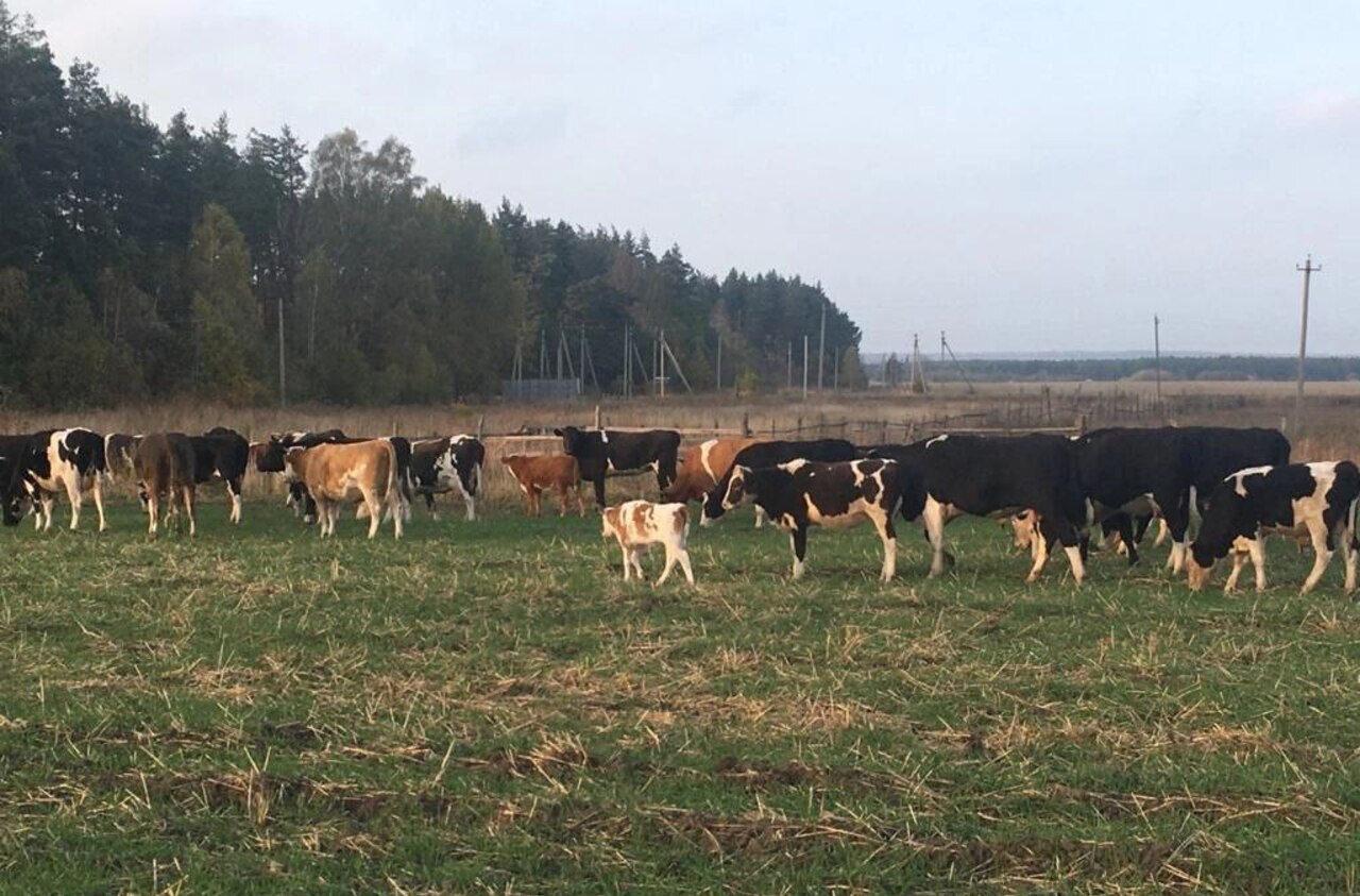 В Курской области стадо коров-беспредельщиц терроризирует село Снижа