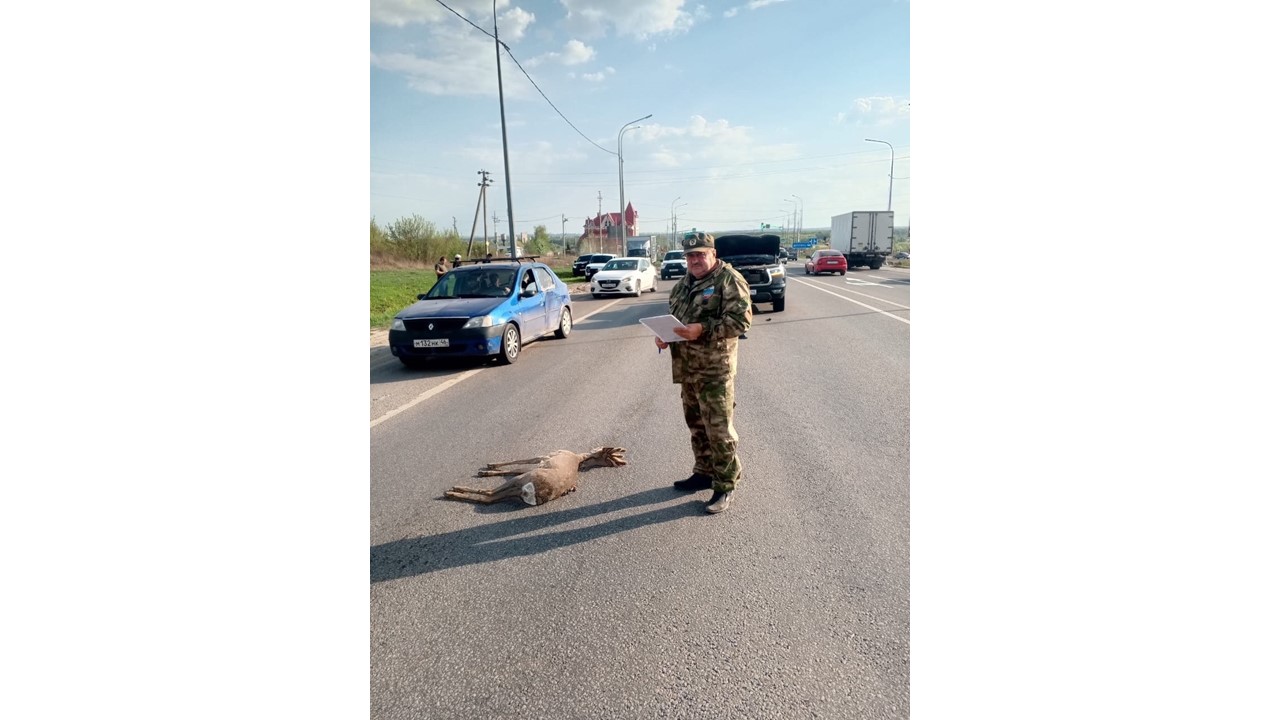 В Курском районе автомобилист насмерть сбил косулю