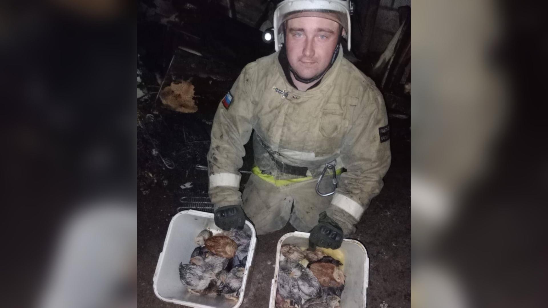 В Фатеже Курской области пожарные спасли цыплят из горящего сарая