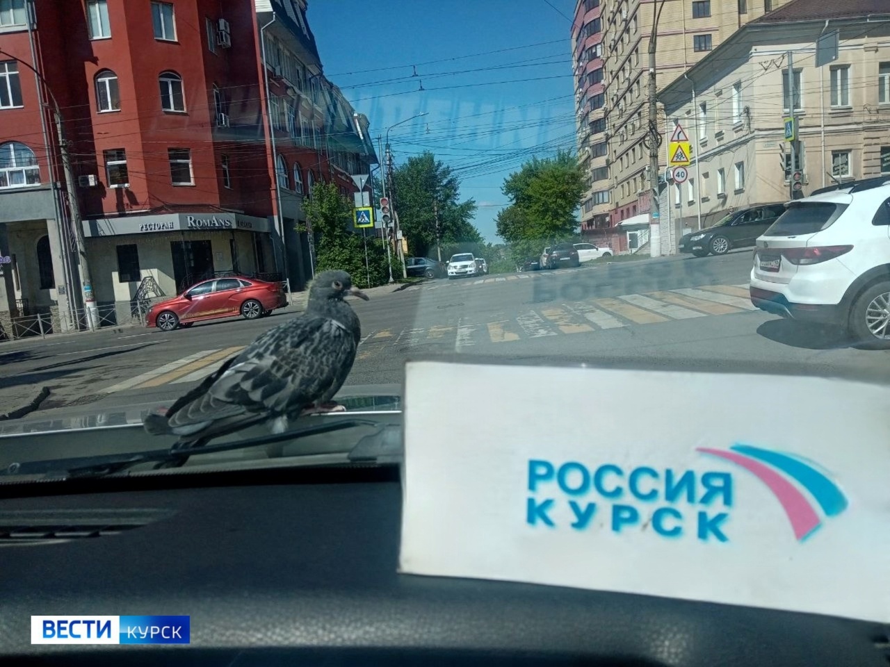 У «Вестей-Курск» появился пернатый стажер!