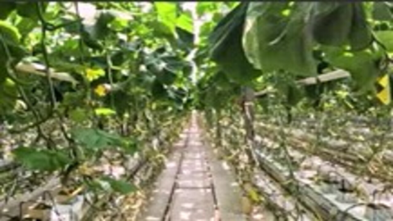  Сотрудники Россельхознадзора по Орловской и Курской областям посетили тепличное хозяйство в Курске