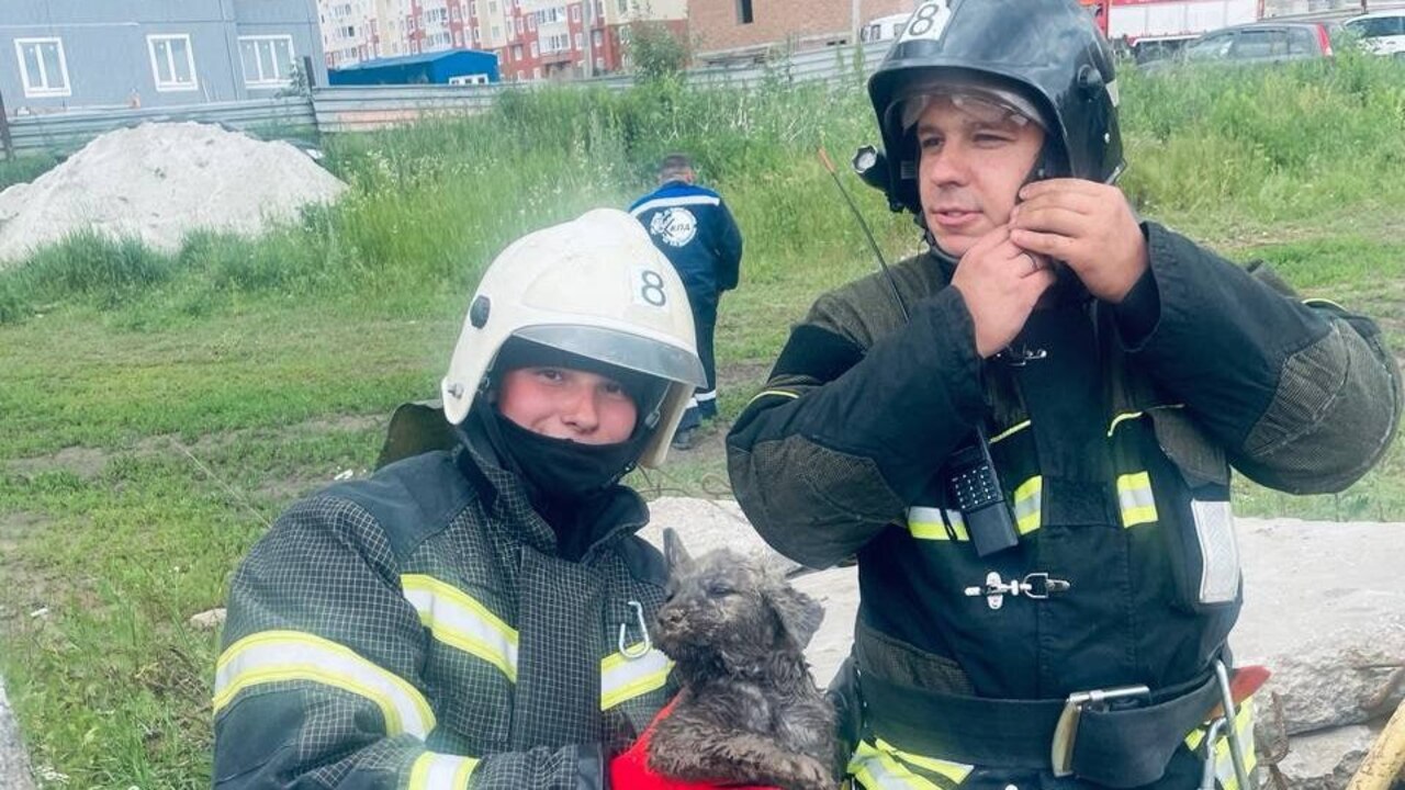 Пожарные спасли щенка в Курске | ГТРК «Курск» Пожарные спасли щенка в Курске