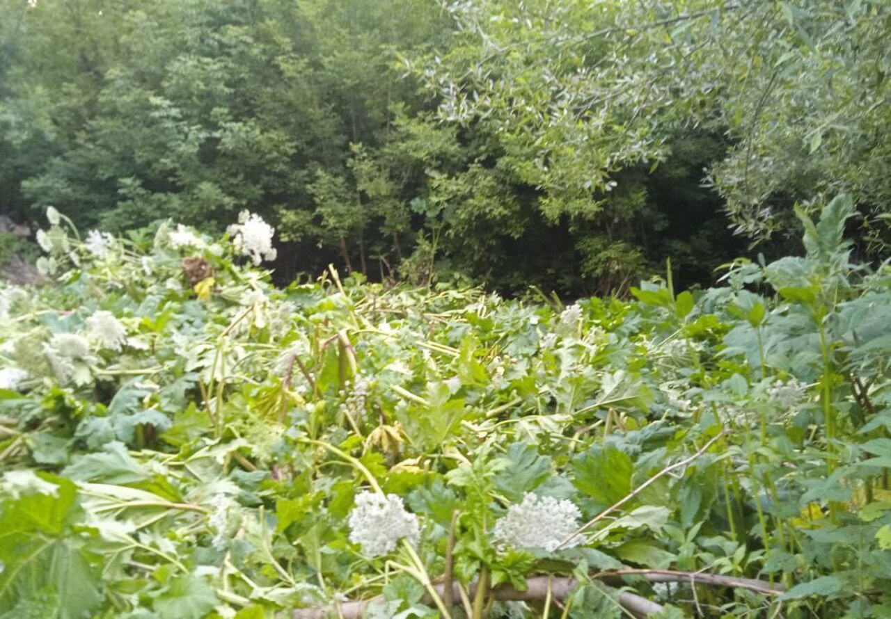 В Курске ведется борьба с борщевиком Сосновского в рамках муниципального контракта | ГТРК «Курск» В Курске ведется борьба с борщевиком Сосновского в рамках муниципального контракта