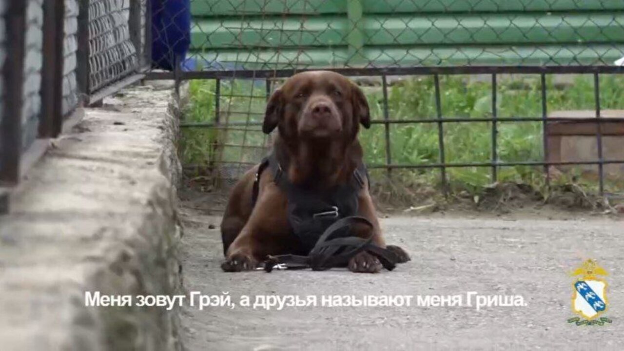 УМВД России по Курской области поделилось историей службы лабрадора Гриши