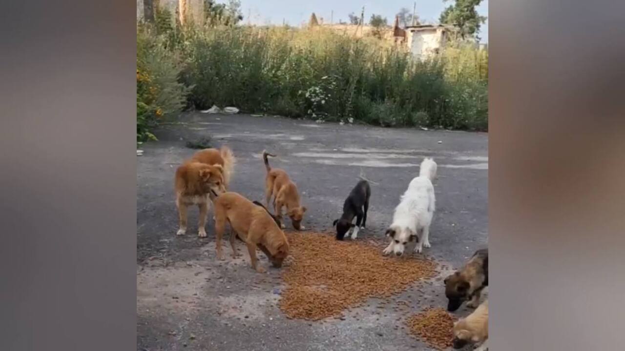  Волонтеры кормят выживших в курском приграничье животных 
