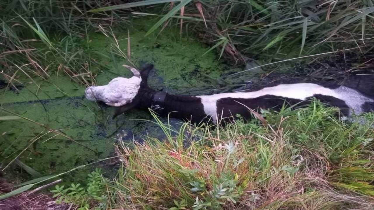 В Курской области корова едва не утонула в реке