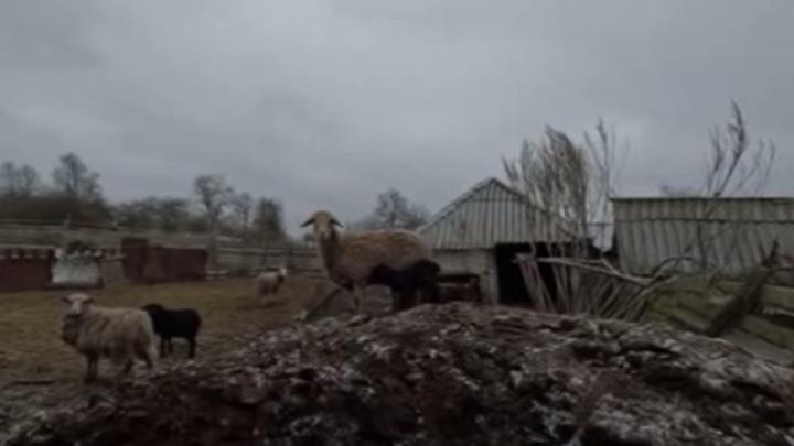 Многодетная семья с маленькими детьми выживает на передовой в курском приграничье | ГТРК «Курск»