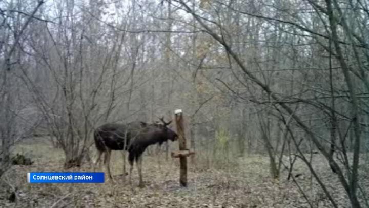 В Курской области стартовал сезон подкормки диких животных | ГТРК «Курск»