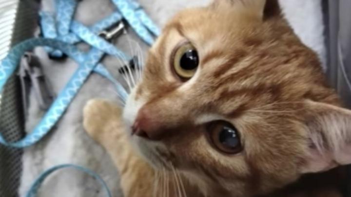 Милые котята, ласковые кошки и брутальные коты мира отмечают сегодня праздник | ГТРК «Курск»