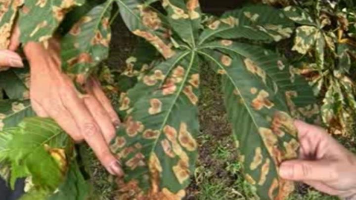 В Курске каштаны массово атакует минирующая моль В Курске каштаны массово атакует минирующая моль | ГТРК «Курск»