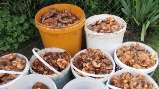 Пробуждение в грибном царстве в Курской области | ГТРК «Курск»