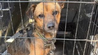 В Курске за день отловили 4 бездомные собаки | ГТРК «Курск»