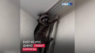 В Курске енот-спасатель нашёл хозяина | ГТРК «Курск»